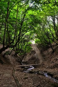 Scenic view of trees