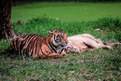 Tiger relaxing on field