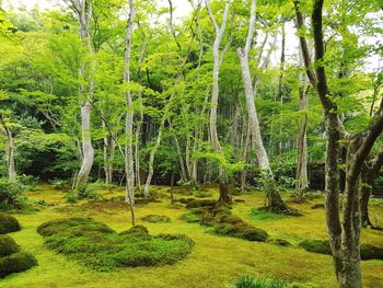 Scenic view of forest