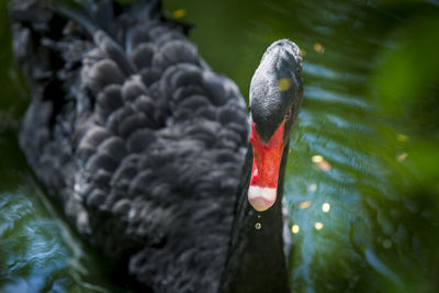 Close-up of swan swimming in lake