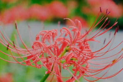 Close-up of wet red flower