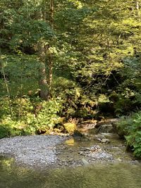 Plants growing by river in forest