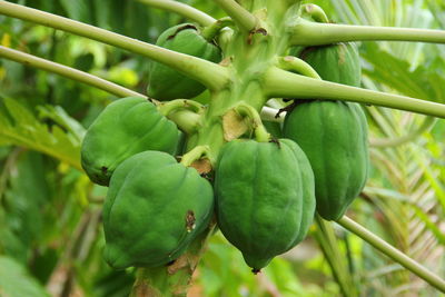 Close-up of fruits growing on tree