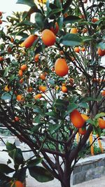 Low angle view of fruits on tree