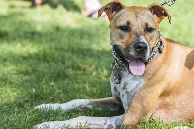 Portrait of dog on field