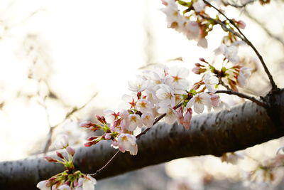 Close-up of apple blossoms in spring