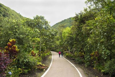 Road passing through trees