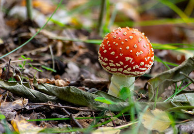 Close-up of fly agaric mushroom on field