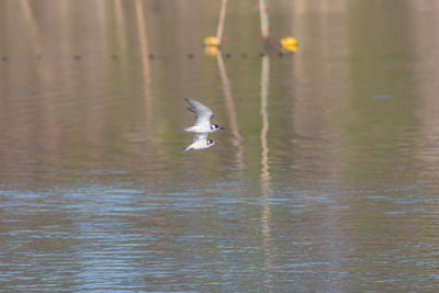Bird flying over lake