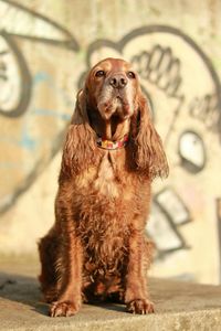 Close-up portrait of dog