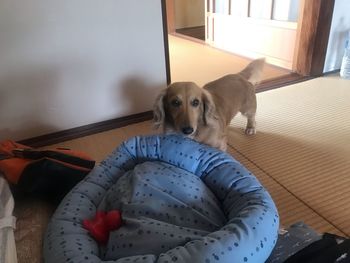 Dog relaxing on chair at home