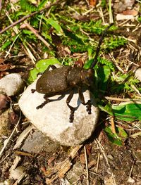 High angle view of insect on field