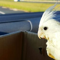 Close-up of bird