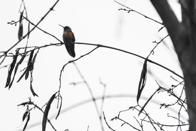 Low angle view of birds perching on branch