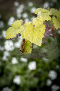 Close-up of yellow leaves on plant