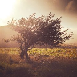 Scenic view of grassy field against sky