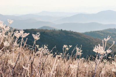 Plants growing on field by mountains against sky