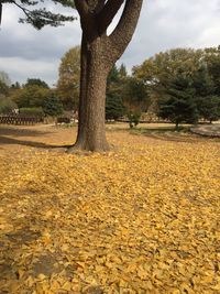 Scenic view of trees on field against sky