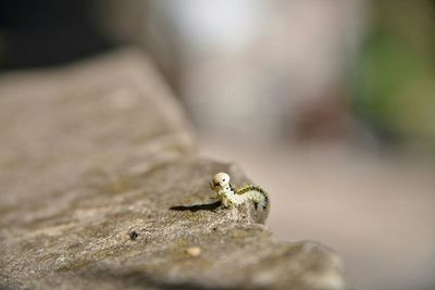 Close-up of caterpillar on rock