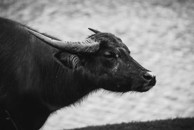 Buffalo herd