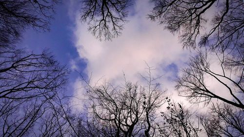 Low angle view of bare trees against sky