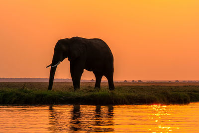 Elephant standing in lake against sky during sunset