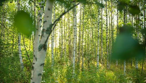 Trees in forest