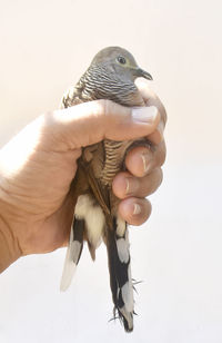Close-up of hand holding bird against white background