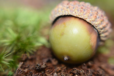 Close-up of acorn on field