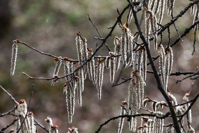 branch