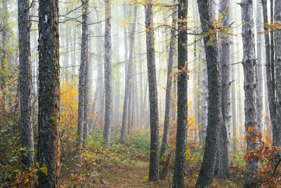 Pine trees in forest