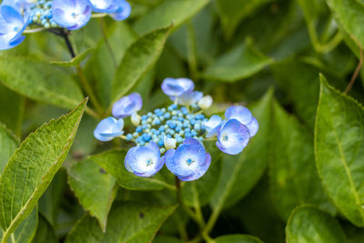 Close-up of purple flowering plant