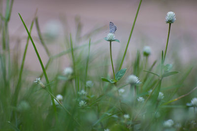 Butterfly on flower in field