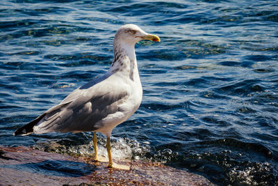 Seagull on shore at beach