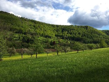 Scenic view of trees on field against sky