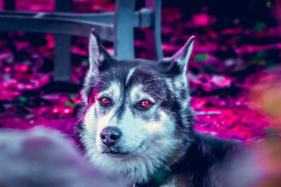 Close-up portrait of dog in cage