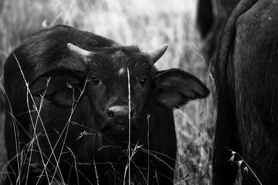 Close-up portrait of cow