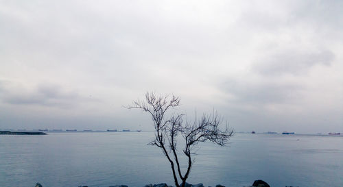 Bare tree by sea against sky