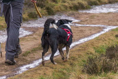 Low section of person with dog on grass