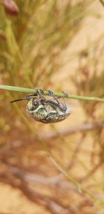 Close-up of insect on land