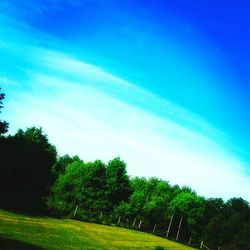 Trees on grassy field