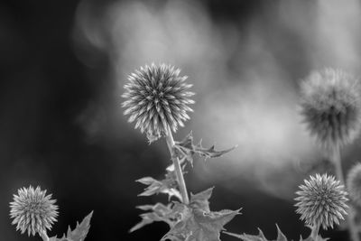 Close-up of thistle against blue sky