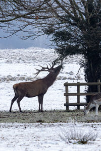 Deer on snow covered field