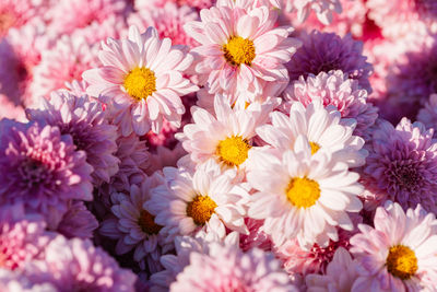 High angle view of pink flowers