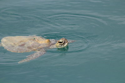 High angle view of turtle swimming in water