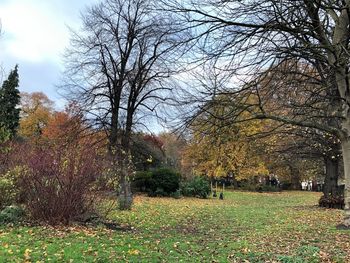 Trees in park during autumn