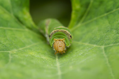 Close-up of insect on leaf
