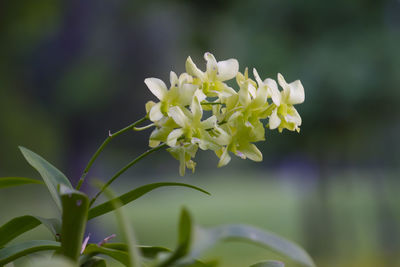 Close-up of white flowering plant