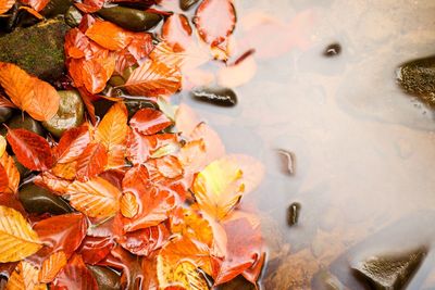 Fallen beech leves and stones in water of mountain river, first leaves bellow water level