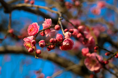 Close-up of pink flowers blooming on tree